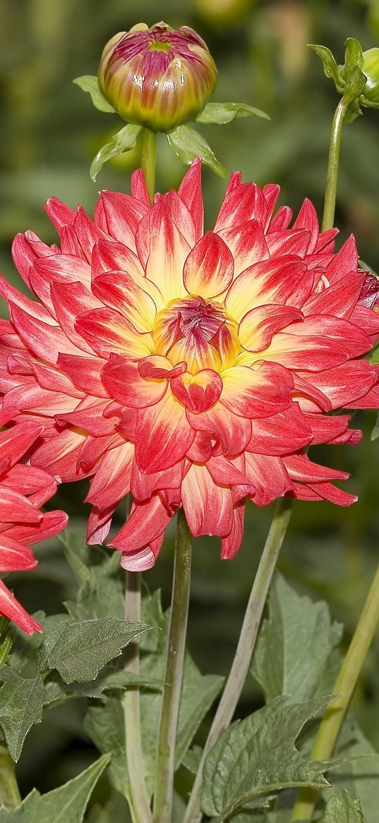 dahlias, flowers, flowerbed, sharpness, close-up