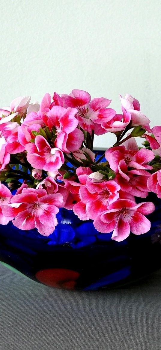 geraniums, roses, flowers, plate, profile, surface