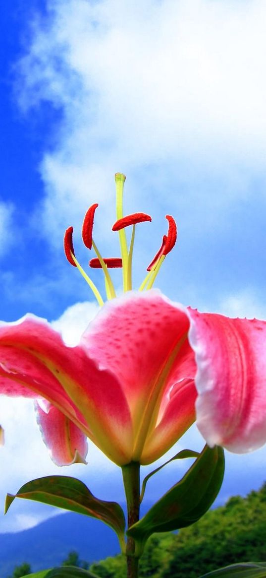 lily, flower, splayed, stamens, clouds, sky