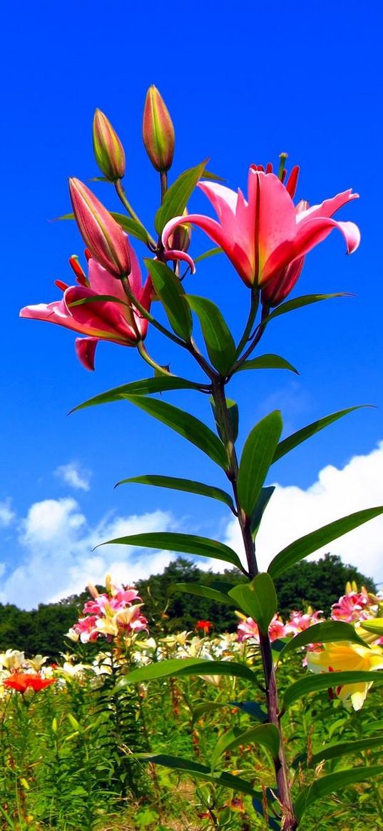 lilies, flowers, meadow, sky, sunny, positive