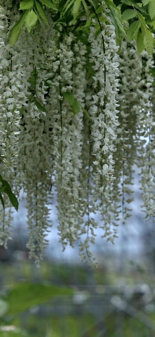 wisteria, branches, clusters, snow-white, blur