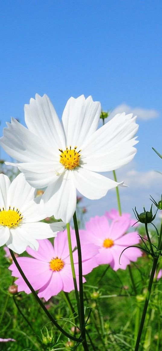 kosmeya, flowers, fields, green, sunny