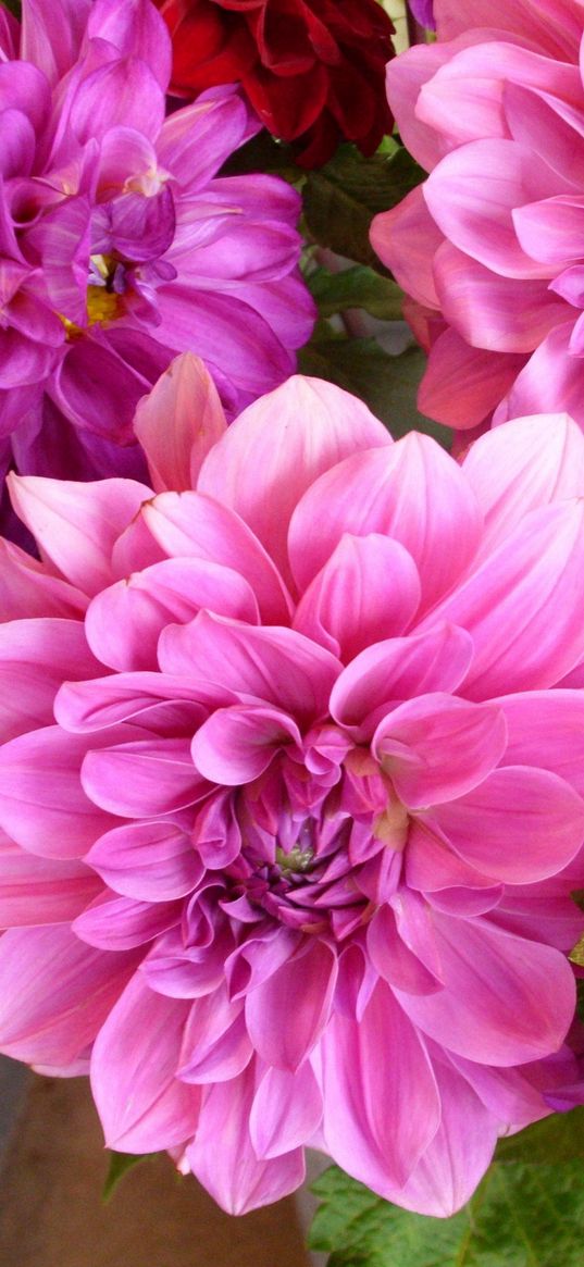 dahlias, flowers, bright, bunch