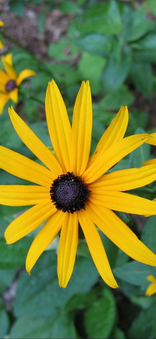 rudbeckia, flowers, flowerbed, green, close-up