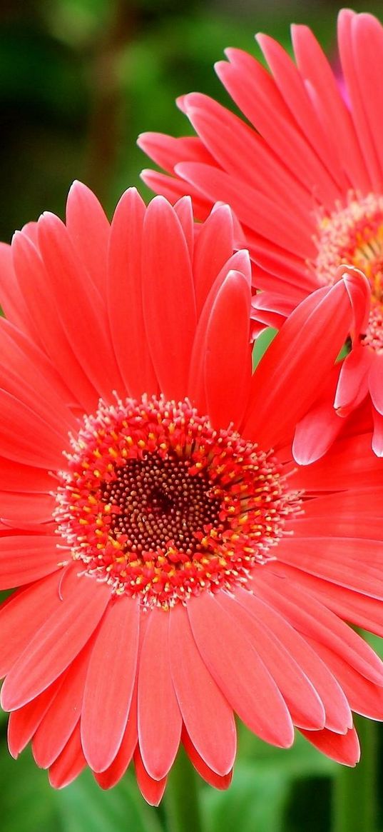 gerbera flowers, three, close-up