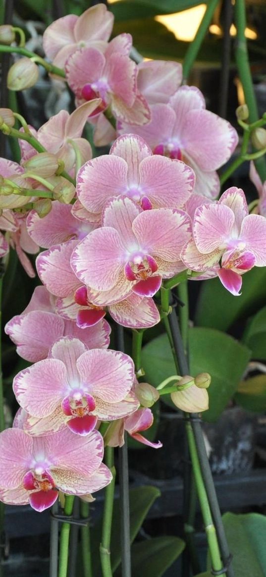 orchids, flowers, exotic, stems, pots