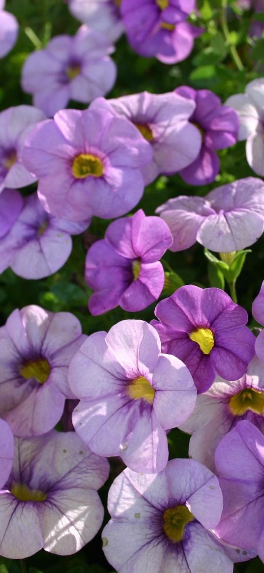 petunia, flowers, flowerbed, sharpness