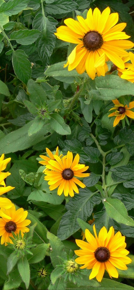 rudbeckia, flowers, herbs