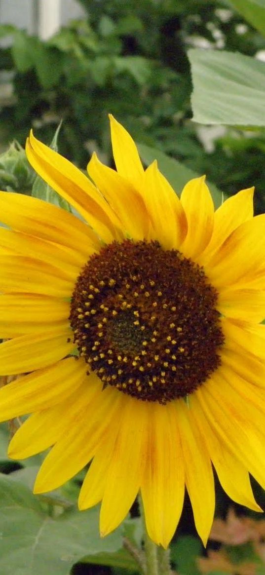 sunflower, stalk, green, solitude