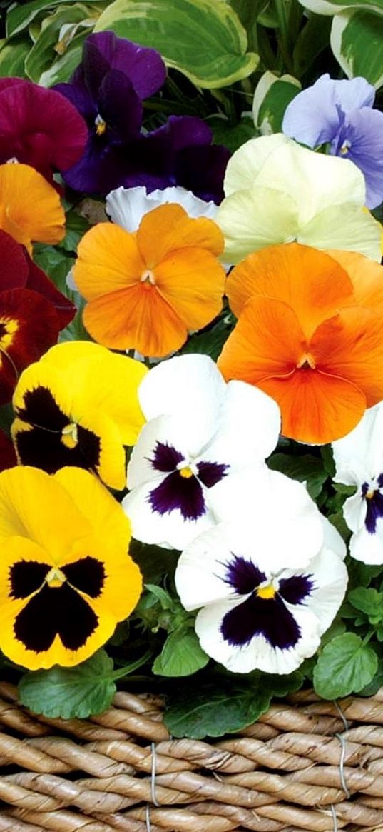 pansies, flowers, bright, basket