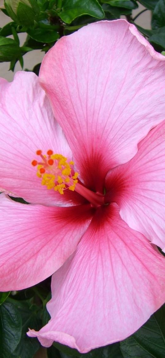 hibiscus, blossoms, herbs, pot