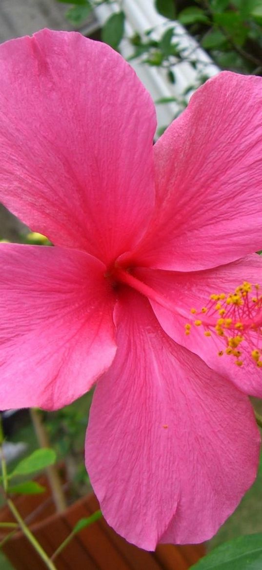 hibiscus, blossoms, stamen, branch