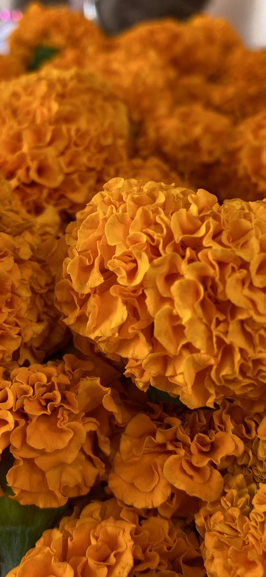 marigolds, flowers, orange, garden, plants, nature