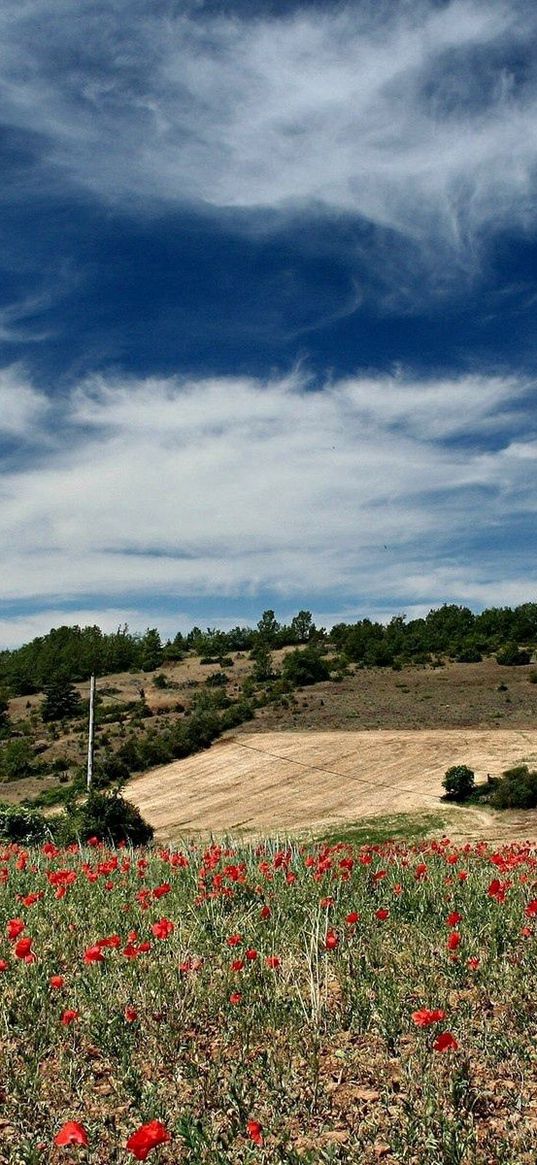 sky, field, clouds, lungs, poppies, clearly