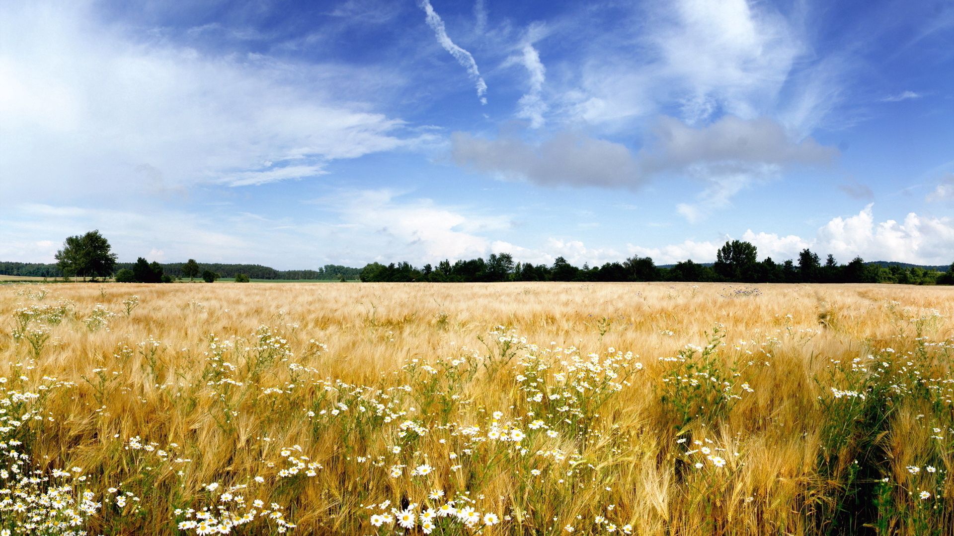 camomiles, field, flowers, sky, ease