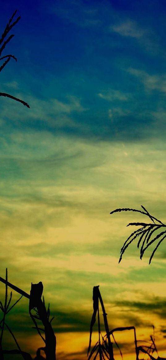 corn, stalk, outlines, evening, sky