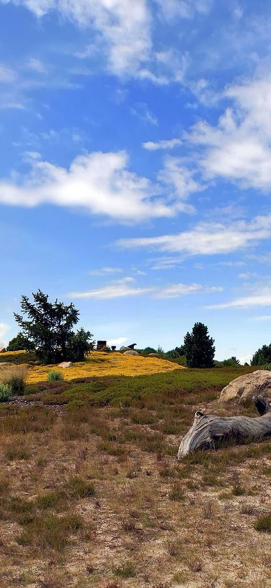 heathland, sky, grass, faded, bushes, clearly