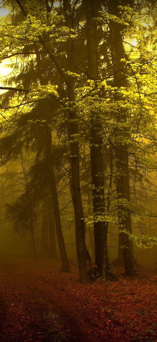 wood, track, haze, fog, trees, young growth, mysterious