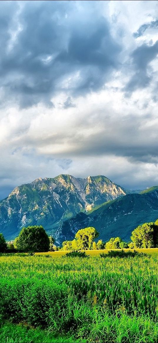 field, corn, greens, summer, mountains, sky, brightly