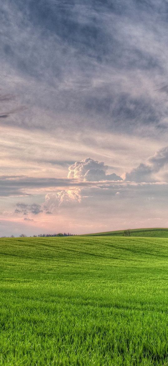 meadow, clouds, sky, volume, cloudy, wood, field, breadth