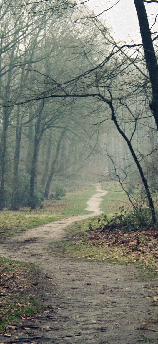 track, wood, leaves, earth, autumn, emptiness, fog, dampness