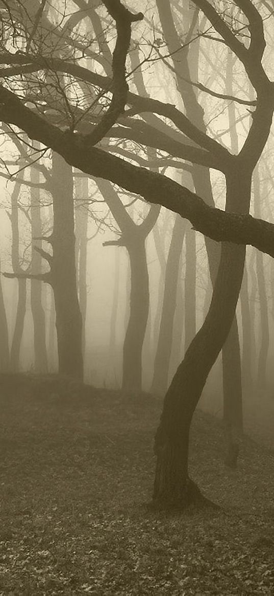 trees, wood, fog, gloomy, trunks, bends, haze, dullness