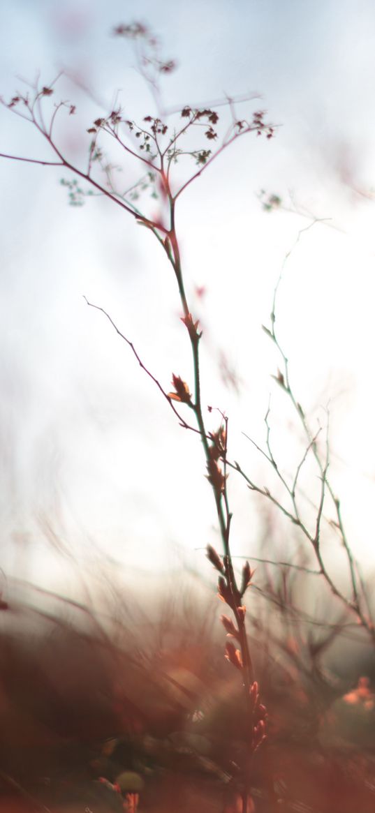 nature, plants, boke