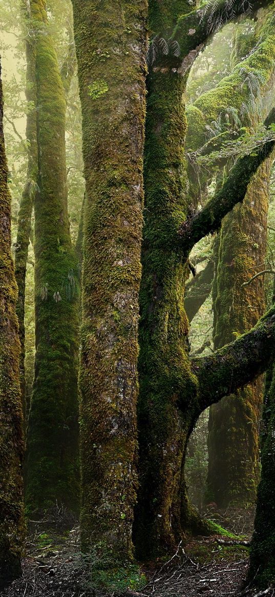 trees, trunks, moss, bark, old, ancient, wood