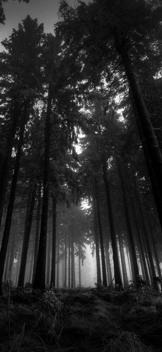 wood, black-and-white, from below, trees, gloomy, kroner, fog, silence