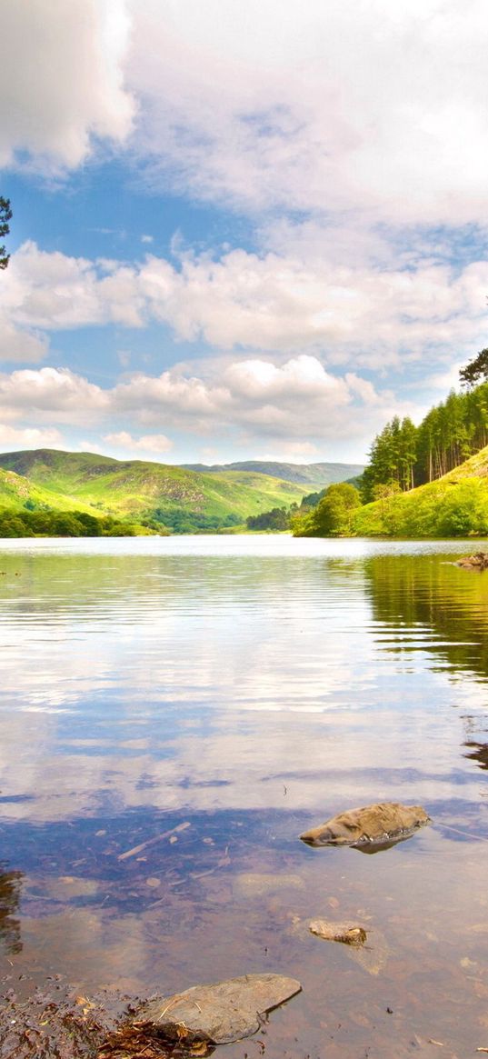 lake, wood, trees, coast, brightly, summer, midday, clouds, water, transparent