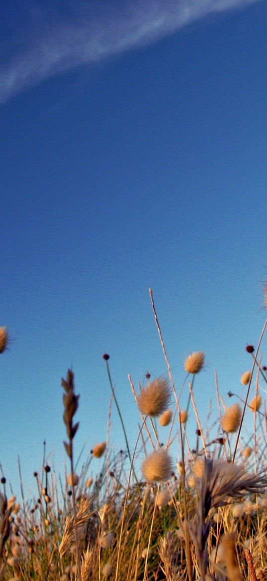 sky, grass, dry, strip, cloud, trace, brightly