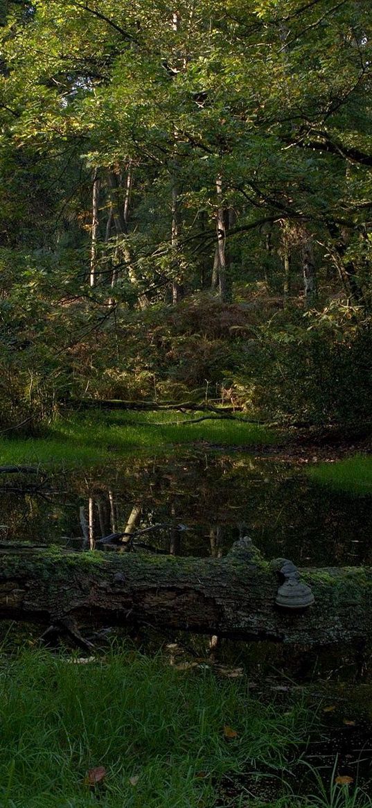 wood, tree, moss, lake, shadow, cool, dead