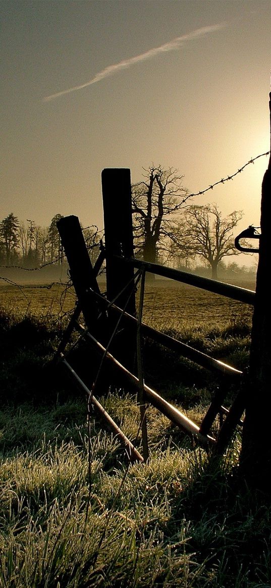 wire, protection, light, grass, morning, frosts