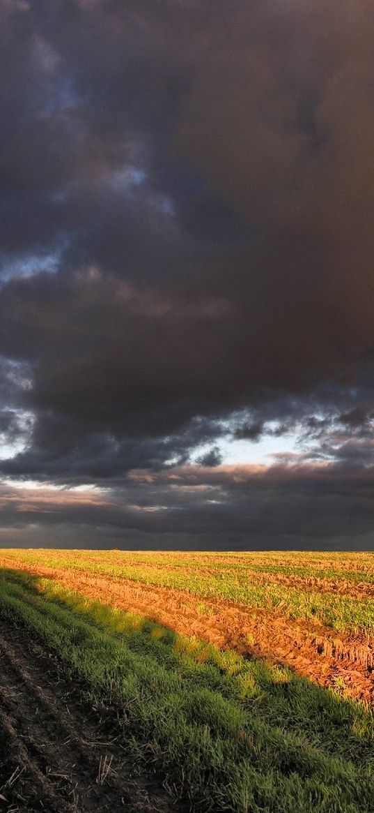 corn, field, sky, panorama, arable land, clouds