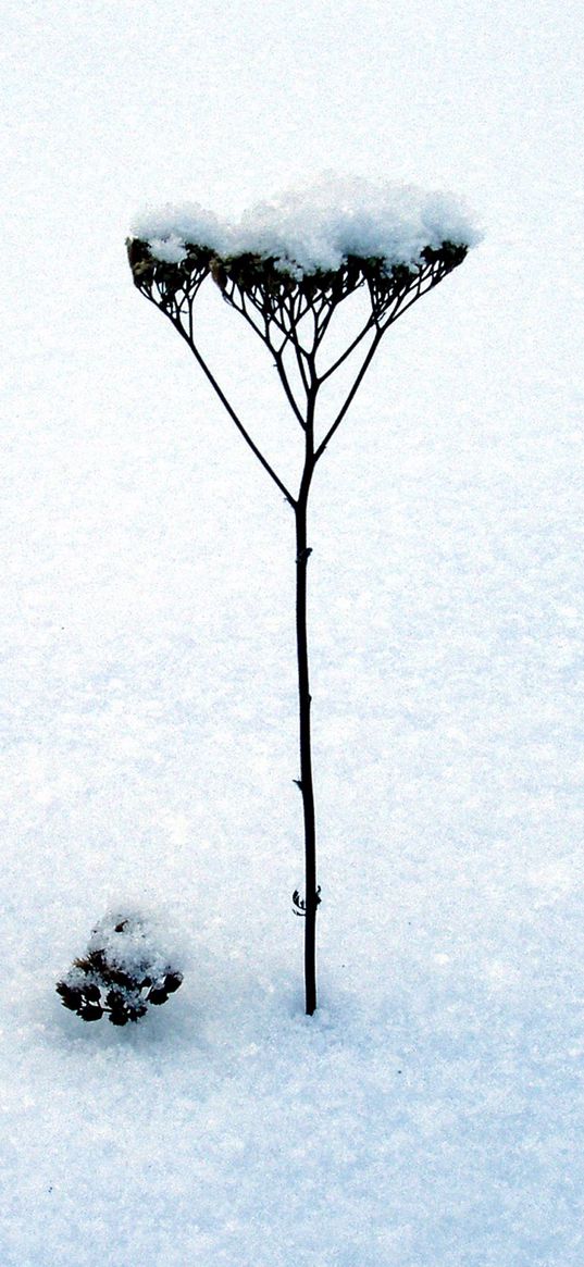 blade, stalk, snow, winter, inflorescence, dry