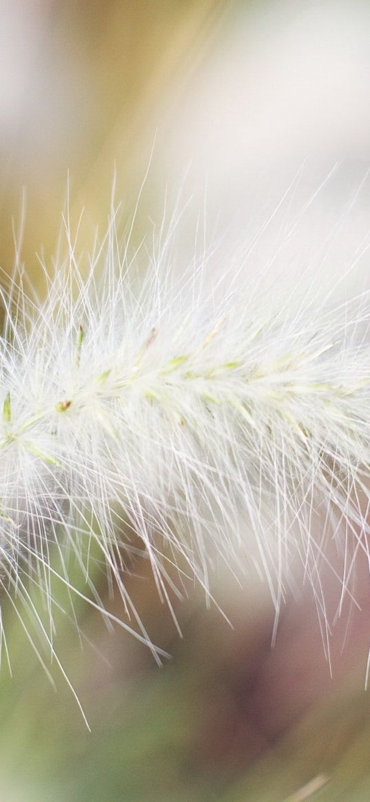 branch, down, hairs