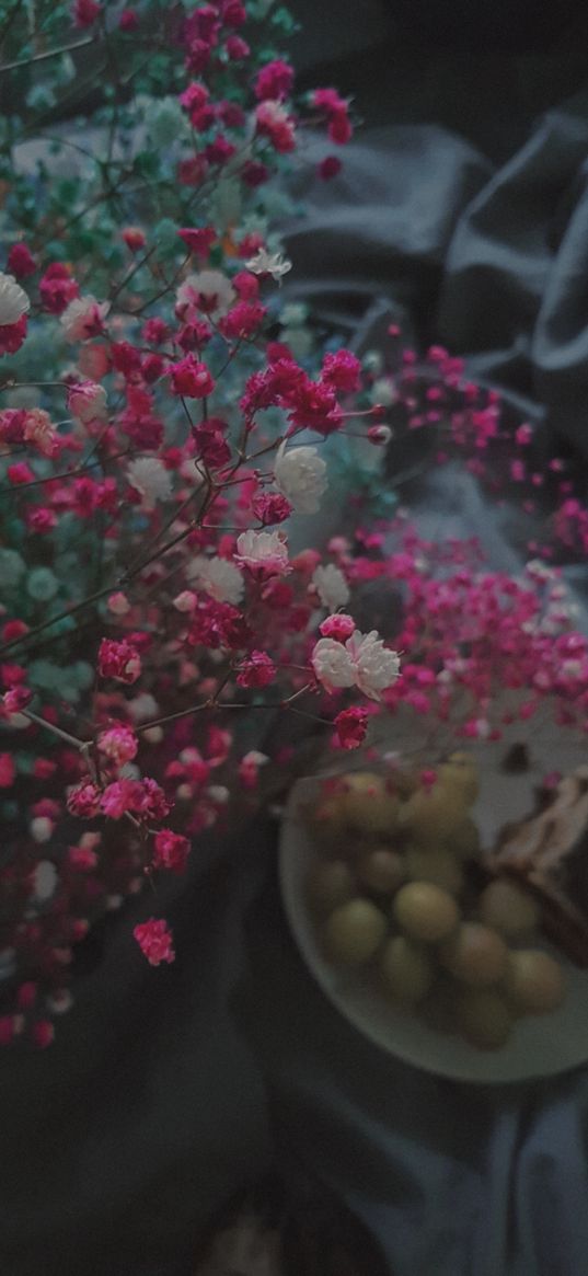 gypsophila, flowers, comfort, food, home, pink