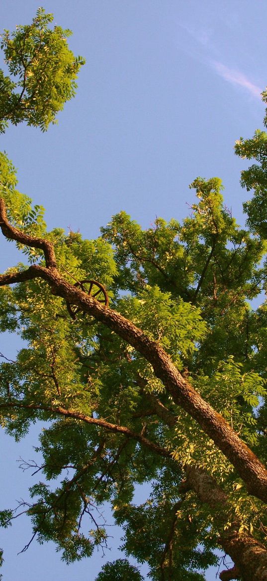 tree, branches, long-term, summer, from below, sky, blue