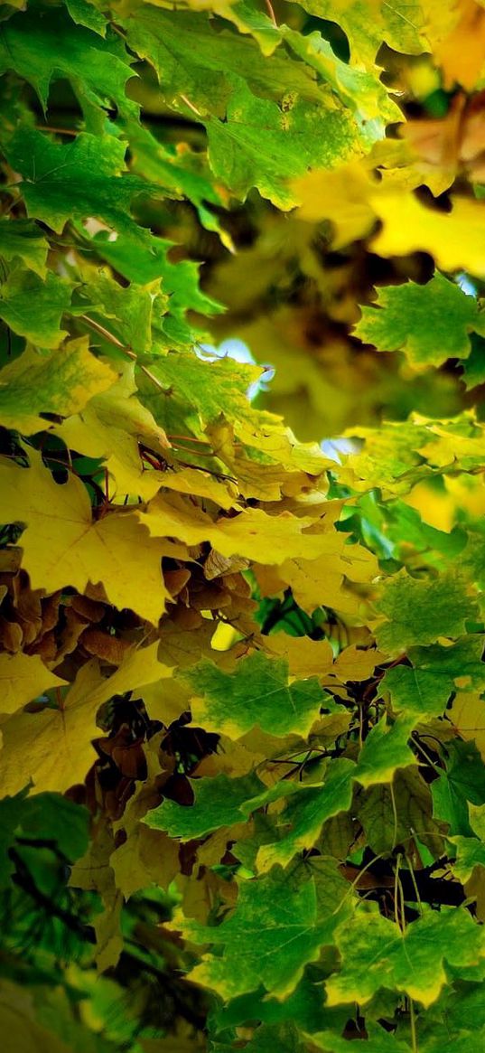 maple, september, leaves, autumn, shadow