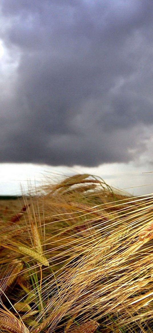 ears, short moustaches, cloudy, sky, foreground, clouds, field