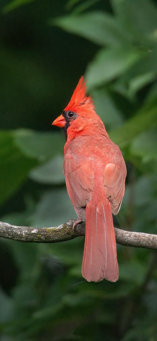 red cardinal, bird, branch, blur