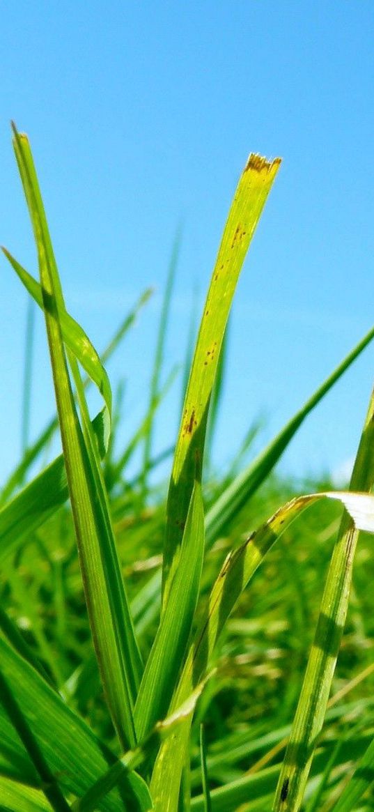 grass, greens, summer, clearly, brightly