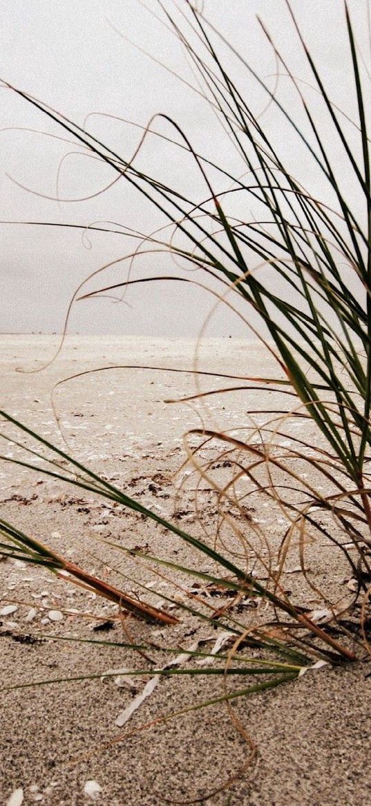 bushes, grass, sand, cockleshell, beach, cloudy, emptiness