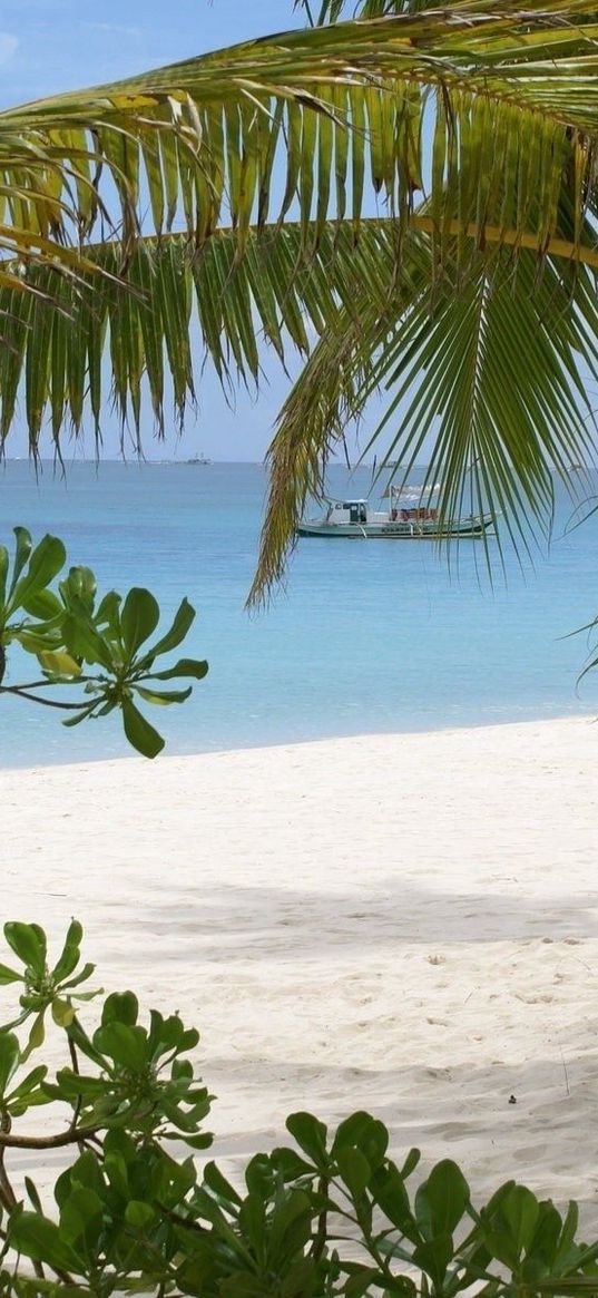 palm trees, branches, coast, sand, vessel, gulf