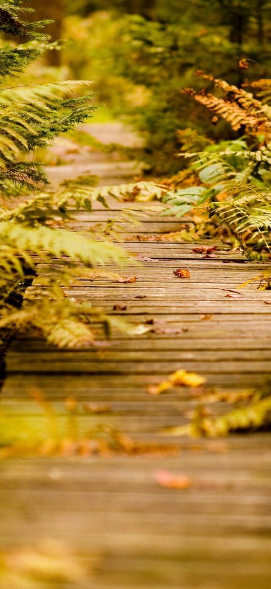 fern, path, vegetation, autumn, leaves