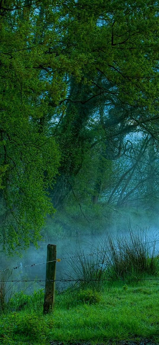 wire, stakes, morning, protection, trees, haze, humidity, freshness