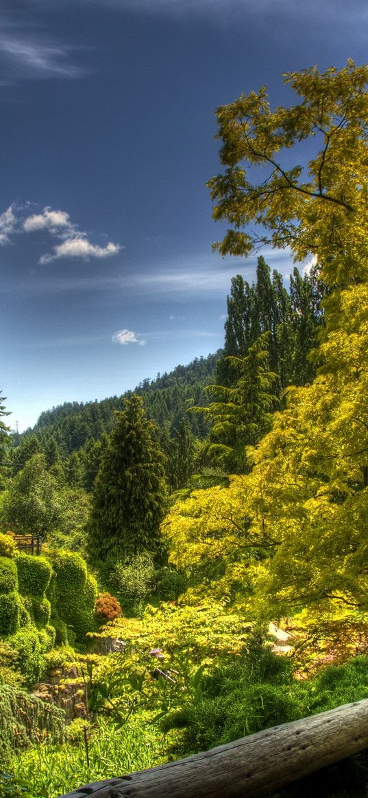 tree nursery, trees, platform, plate, brightly