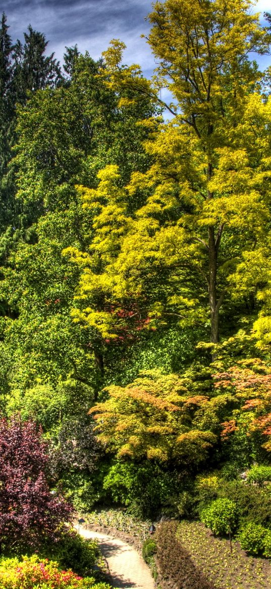 trees, bushes, green, brightly