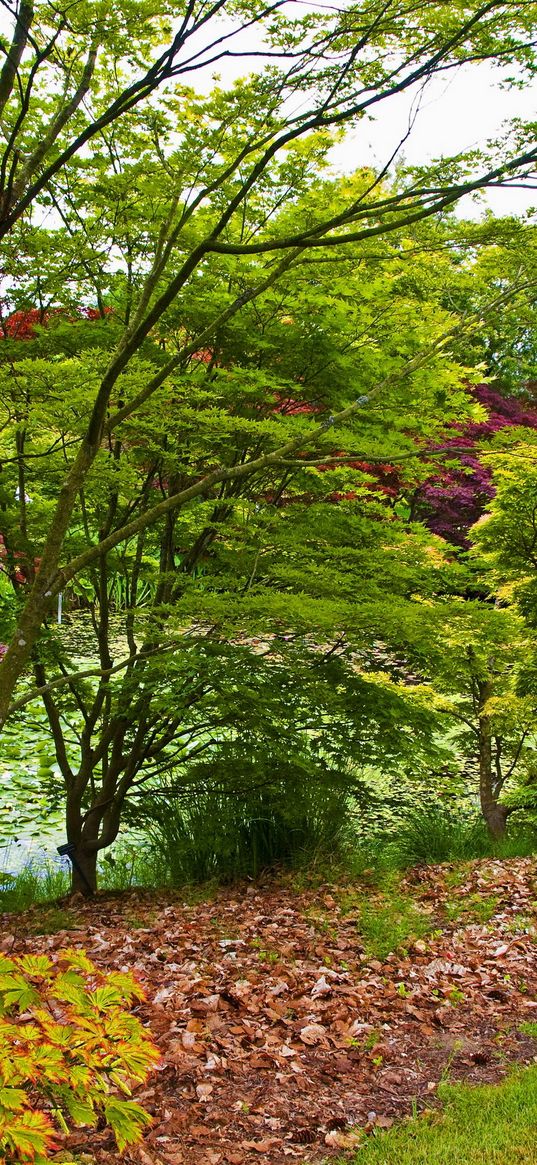 trees, young growth, leaves, green, shades