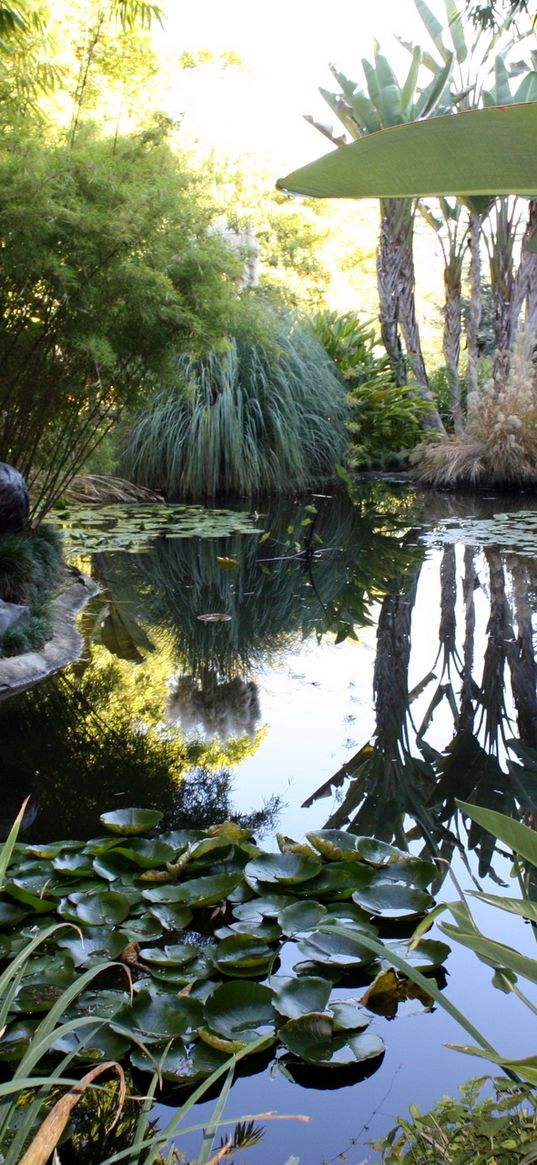 water-lilies, pond, statue, leaves, vegetation